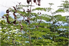 Acacia caesia